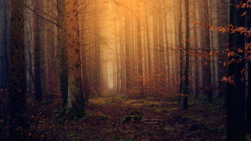 Magical Forest Celebrations